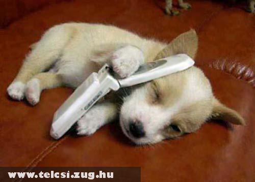 Telefon�l� kutya